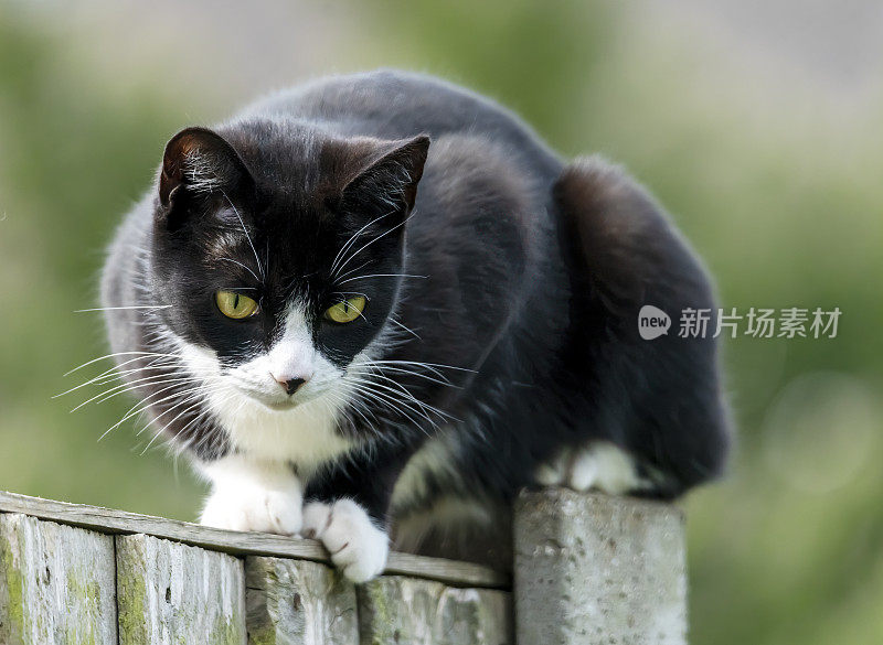 一只黑白相间的猫在花园的篱笆上