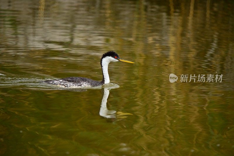 西方水鸟游泳