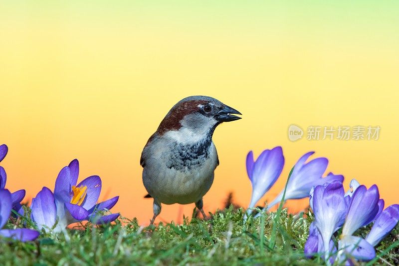 麻雀在春天