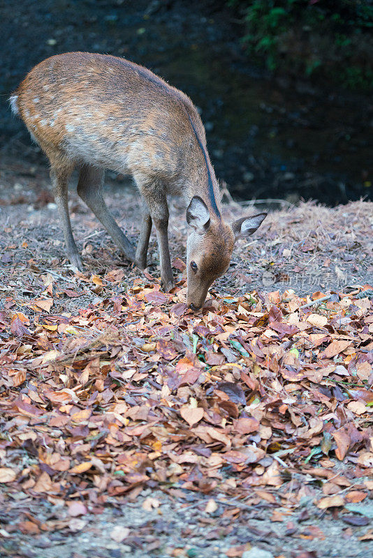日本奈良公园森林里的鹿