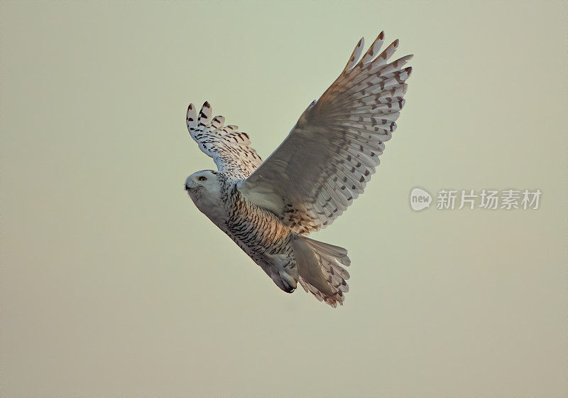 雪鸮飞行