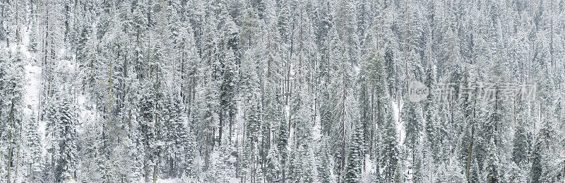 红杉国家公园迎来了新鲜的冬季降雪。