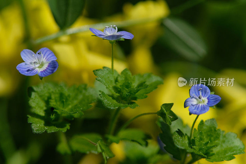 紫花植物野外特写