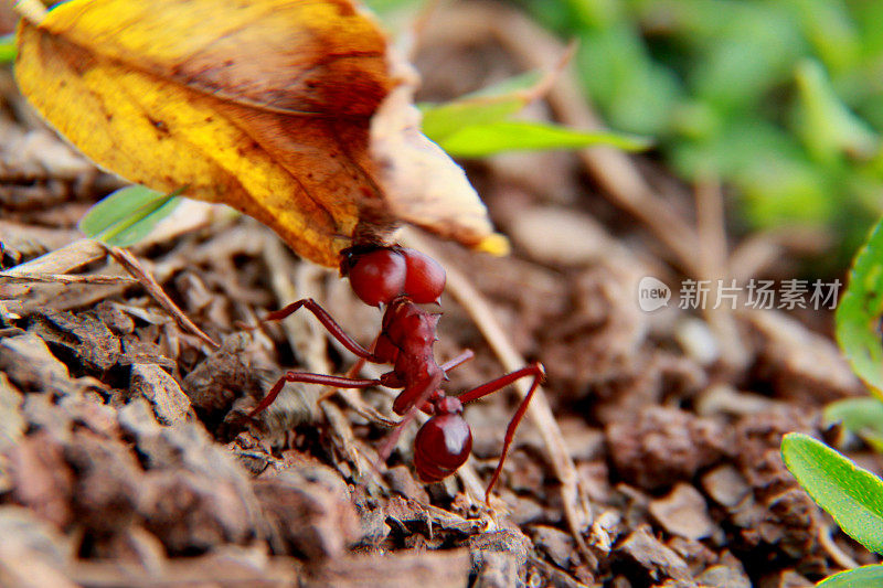 萨尔瓦多市花园里的切叶蚂蚁