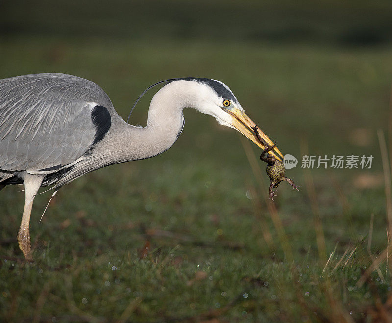 苍鹭捉青蛙