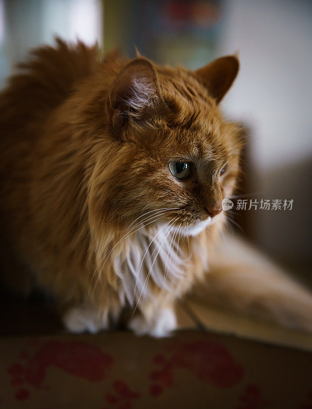 黄姜猫宠物