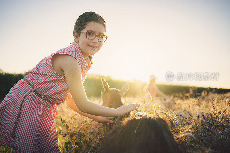 日落时分，可爱的小女孩在麦田里抚摸一只山羊