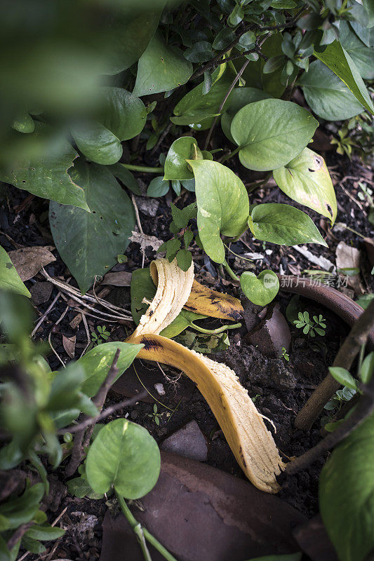 俯视图新鲜香蕉皮扔进一些植物。可以是垃圾，也可以是天然肥料。