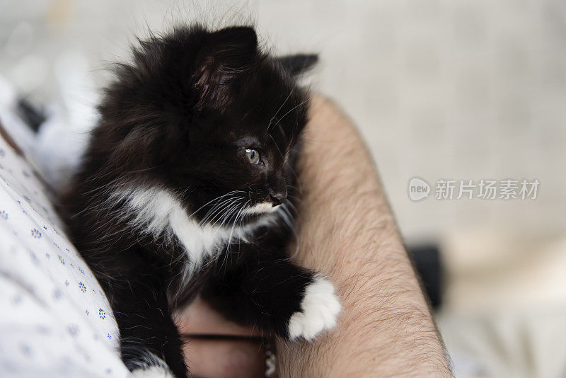 5周黑白小猫在高级男子的手。