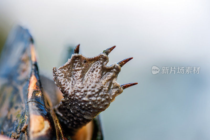 龟脚（切洛迪纳・朗吉科利斯）