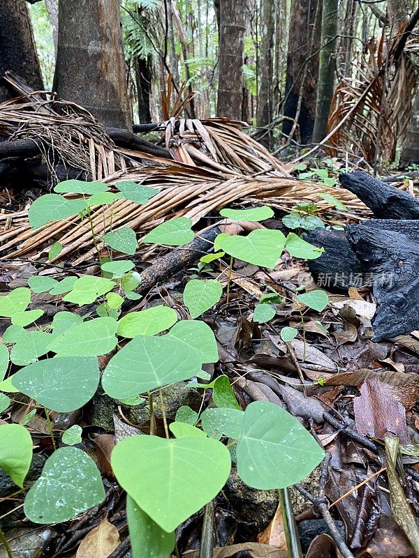 2019年森林大火后新的热带雨林植物生长