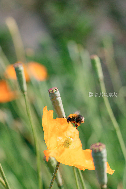 大黄蜂接近橙色的罂粟花