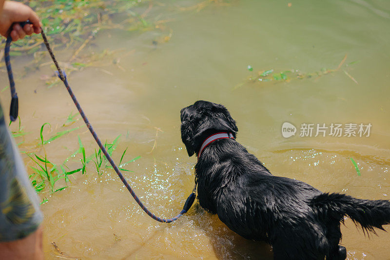 学游泳的狗