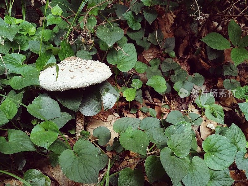 灌木丛中的一个蘑菇