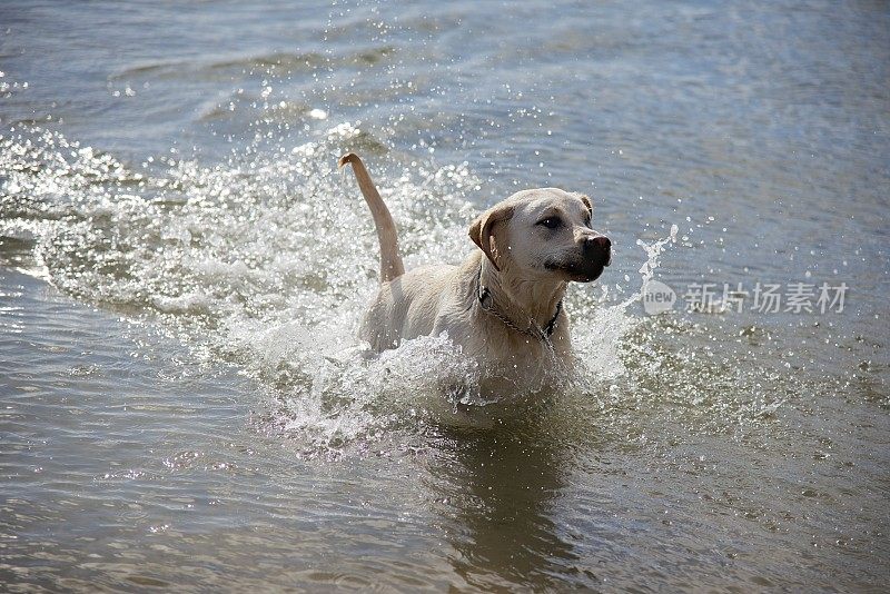 一只拉布拉多犬在海滩的水里奔跑