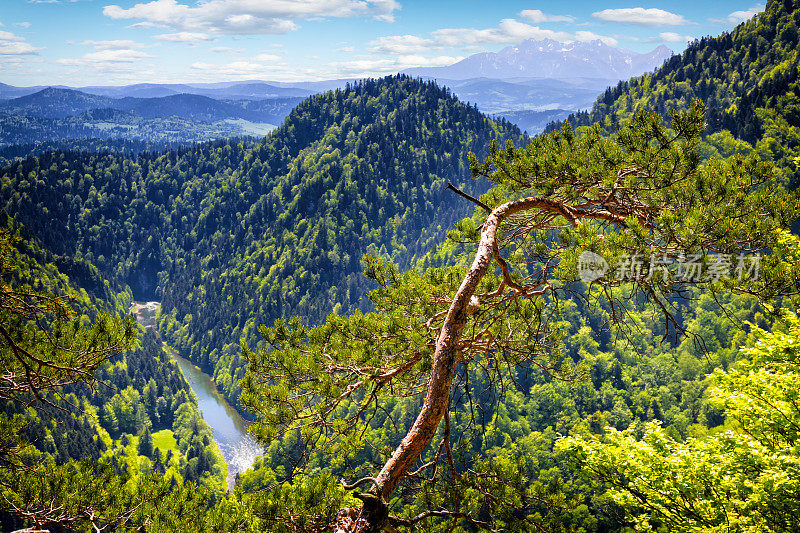 在波兰度假——从松树山的索科利卡山顶俯瞰杜纳耶克峡谷和塔特拉河