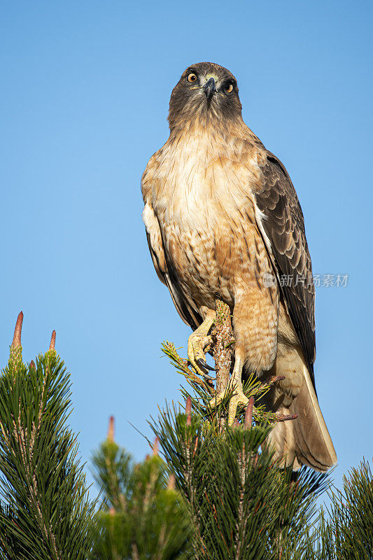 野生红尾鹰栖息在树顶的特写镜头