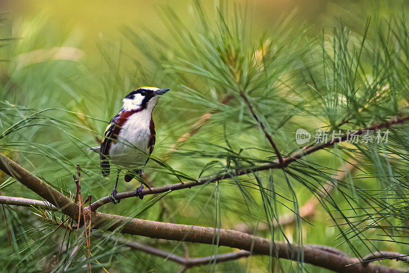 Chestnut-sided莺