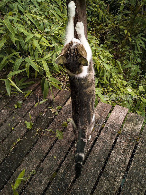 猫在花园