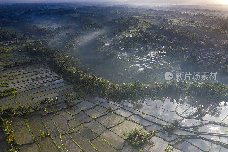 无人机拍摄的印尼巴厘岛的稻田