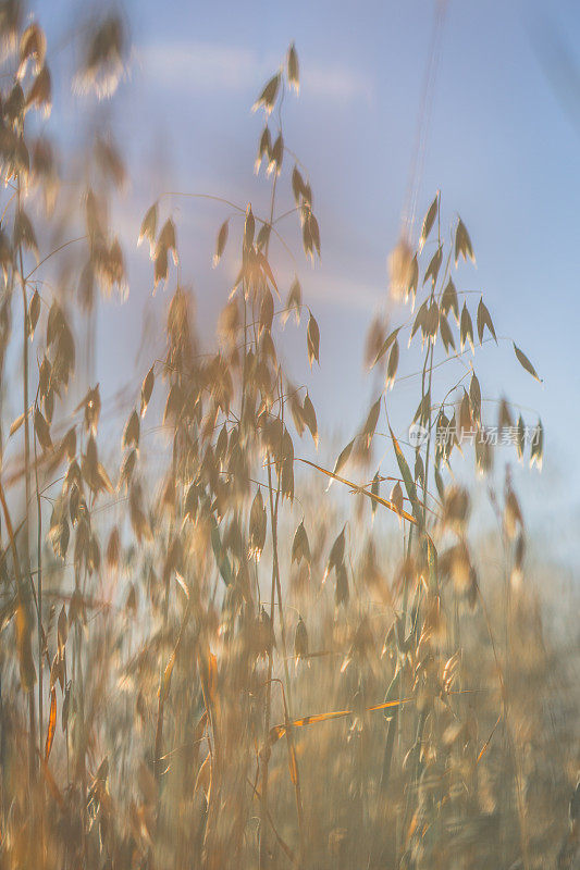 Oat领域