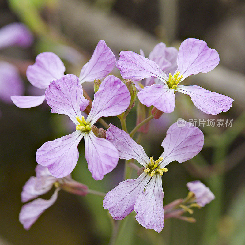 几朵野萝卜花的特写