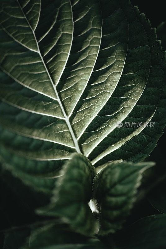 植物和花:绣球花科植物的叶片微距摄影