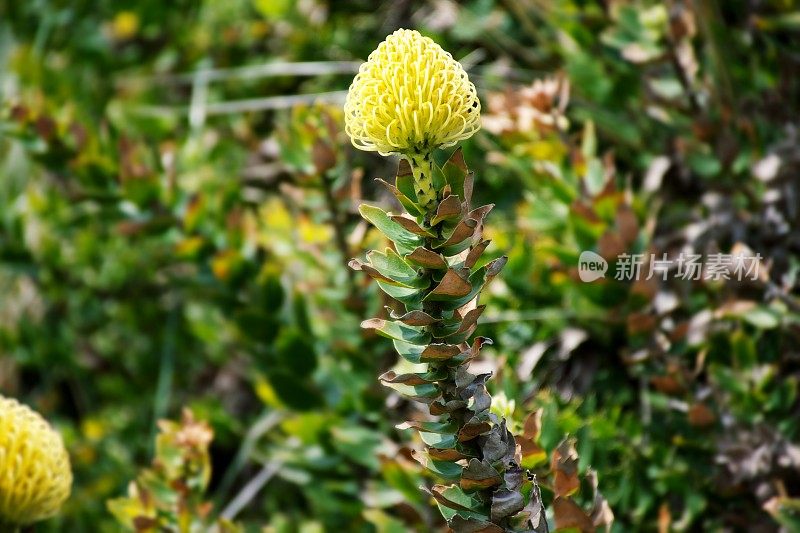 美丽夺目的黄色Protea花在自然界