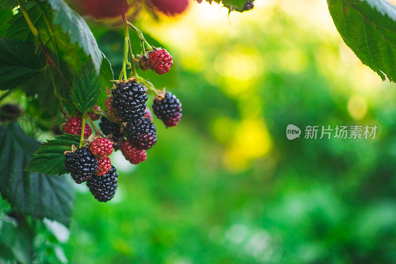 成熟和未成熟的黑莓在灌木上有选择性的焦点。一些浆果