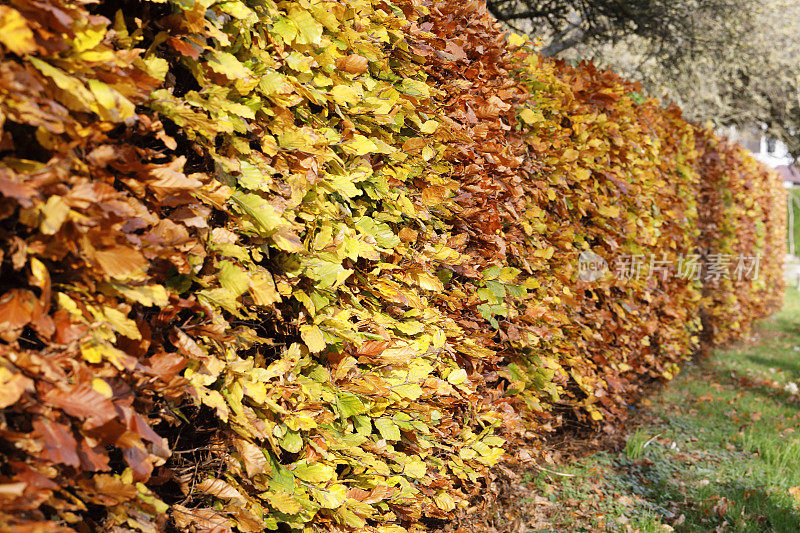 山毛榉树篱的叶子在秋天变红了