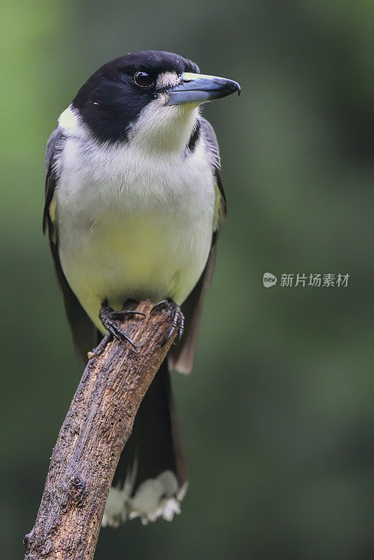 灰伯劳鸟