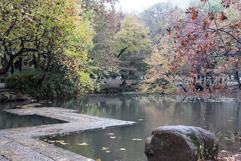 湖上枫树林中有一条石径