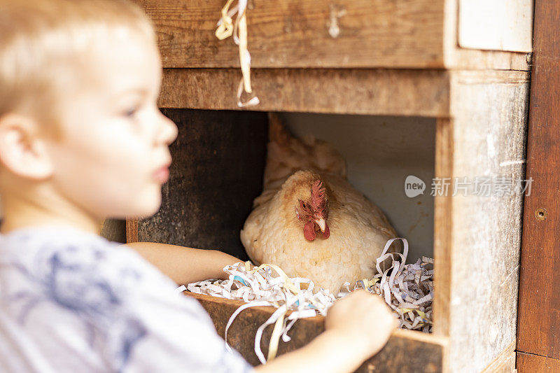小男孩从后院的鸡那里捡鸡蛋