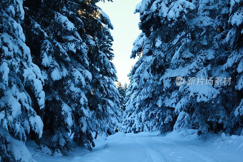 博鲁雪松K?ro?lu山