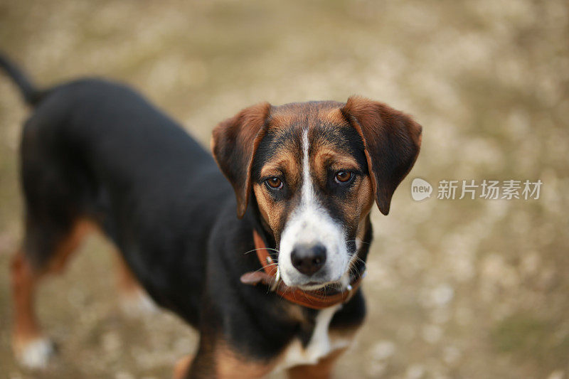 近距离观看汉密尔顿猎犬