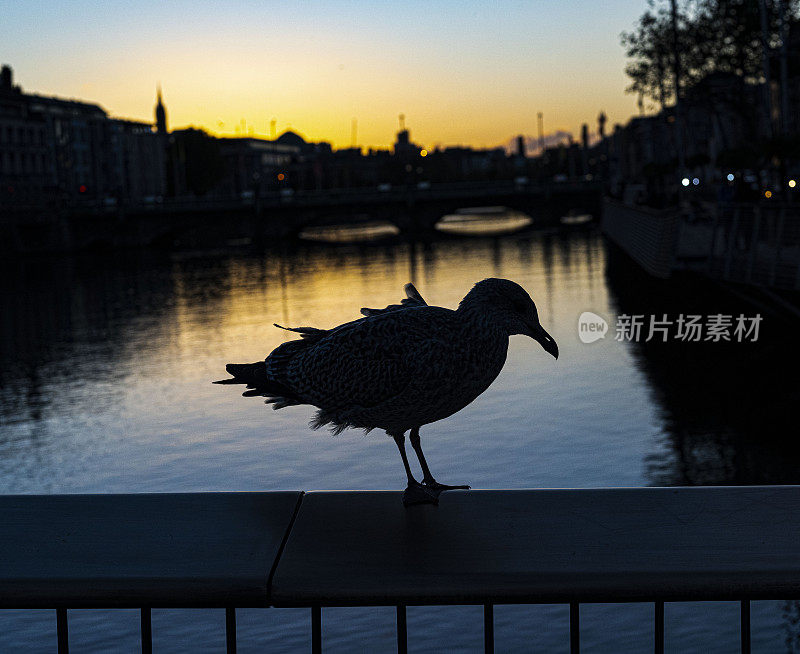 日落时分，一只海鸥走在千年桥上的剪影