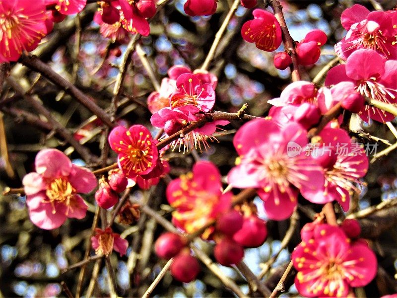 日本。2月。李树开花了。