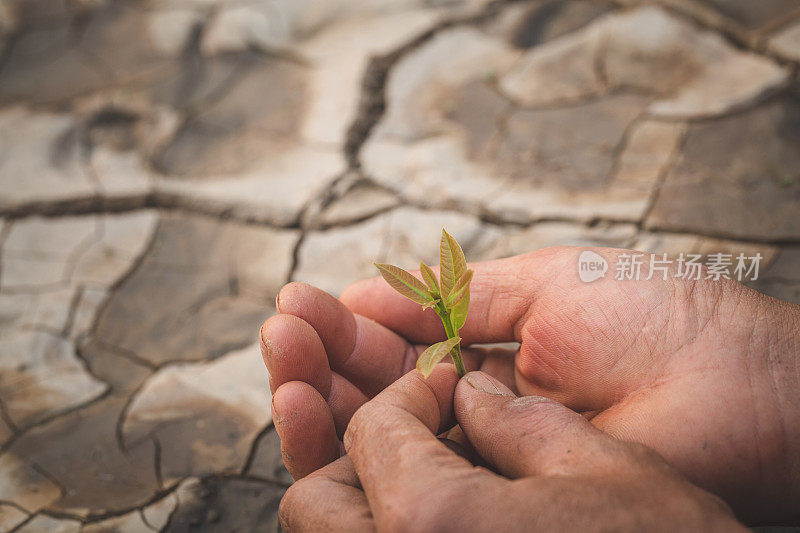 牵手呵护一株绿色幼苗，自然呵护理念与世界保护，减少全球变暖。世界环境日。
