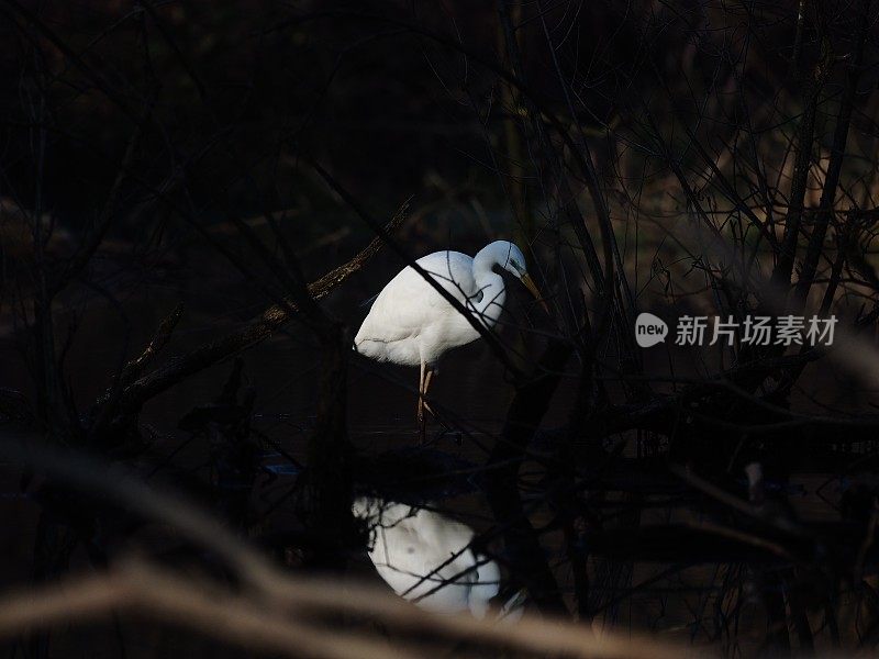 阿斯托雷