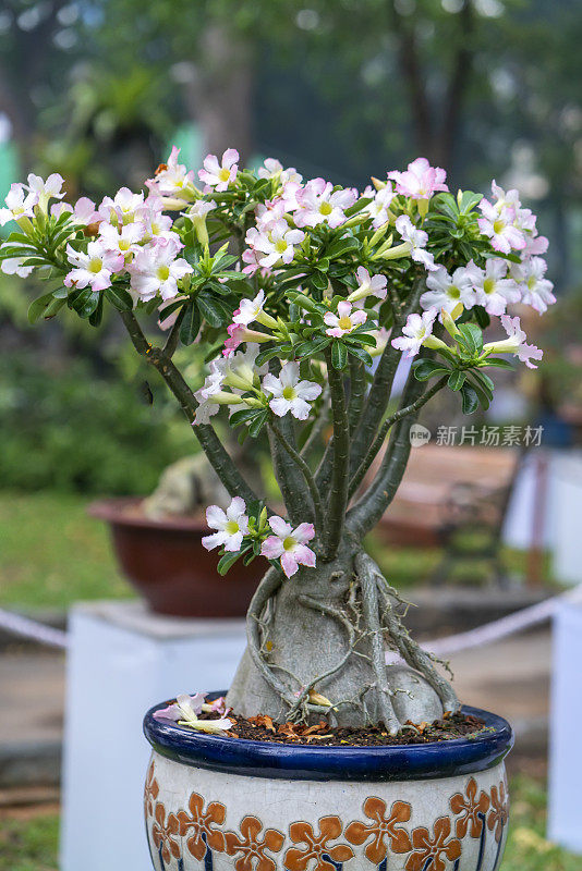 热带鸡蛋花盆景树花盛开在花园里