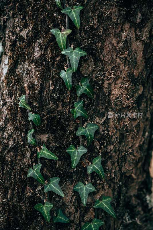 植物和花:常青藤植物-常春藤