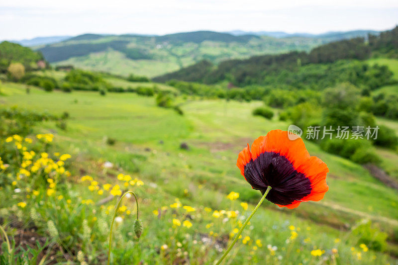 红色的野生罂粟花生长在夏季的田野