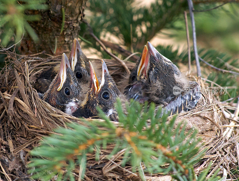 巢中的椋鸟幼崽想吃东西，特写