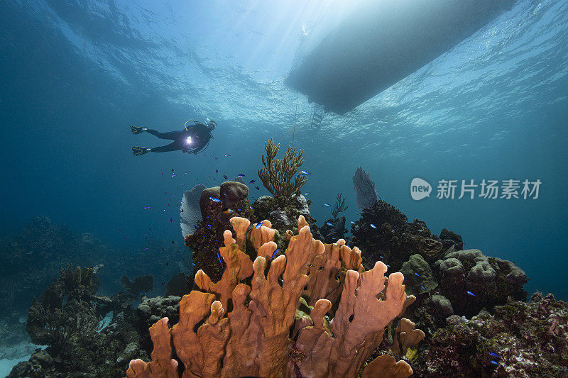 加勒比海珊瑚礁和潜水员