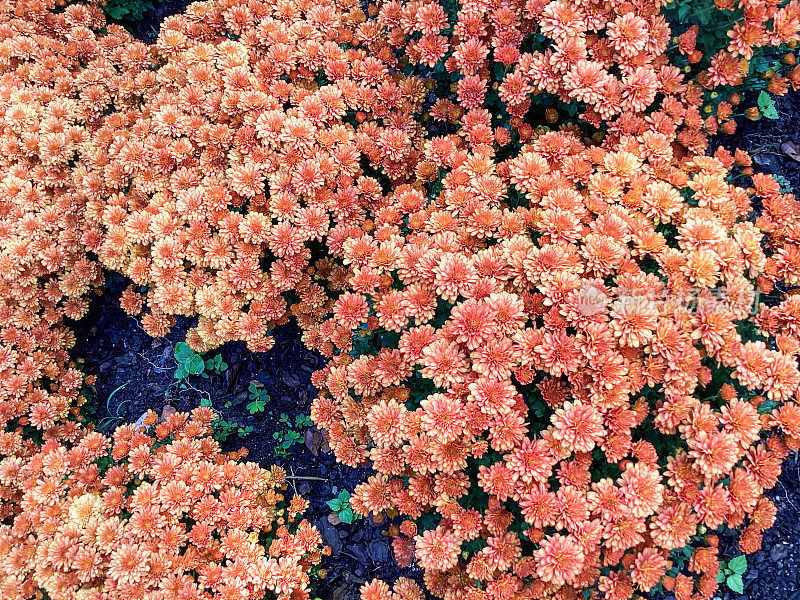 粉红色菊花创造了一个壮观的秋季展示
