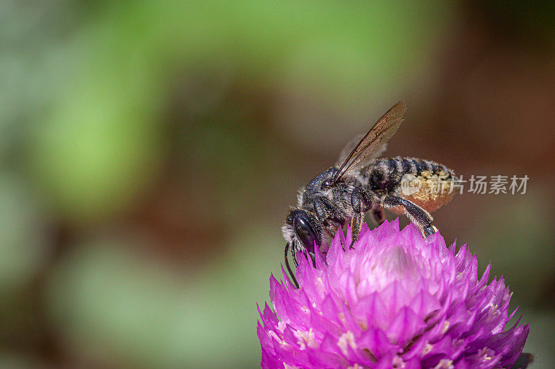 爸爸，Megachiles，传单蜜蜂，Megachile。