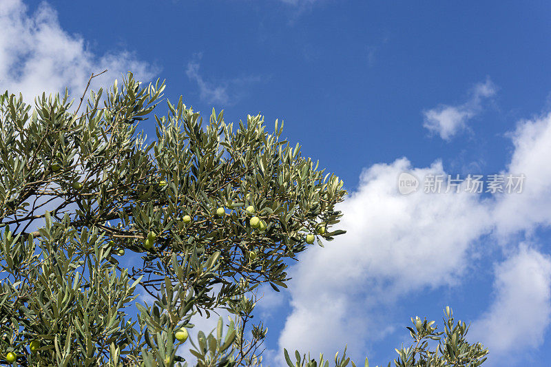 蓝色的天空和橄榄树在自然界