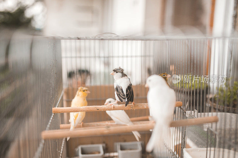 笼子里的一群小鸟