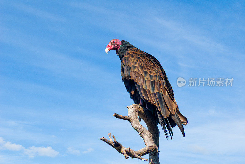 土耳其秃鹫栖息在一棵死树上