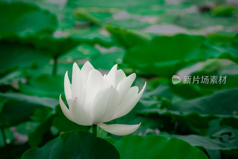 荷花和荷叶在夏天池塘里盛开